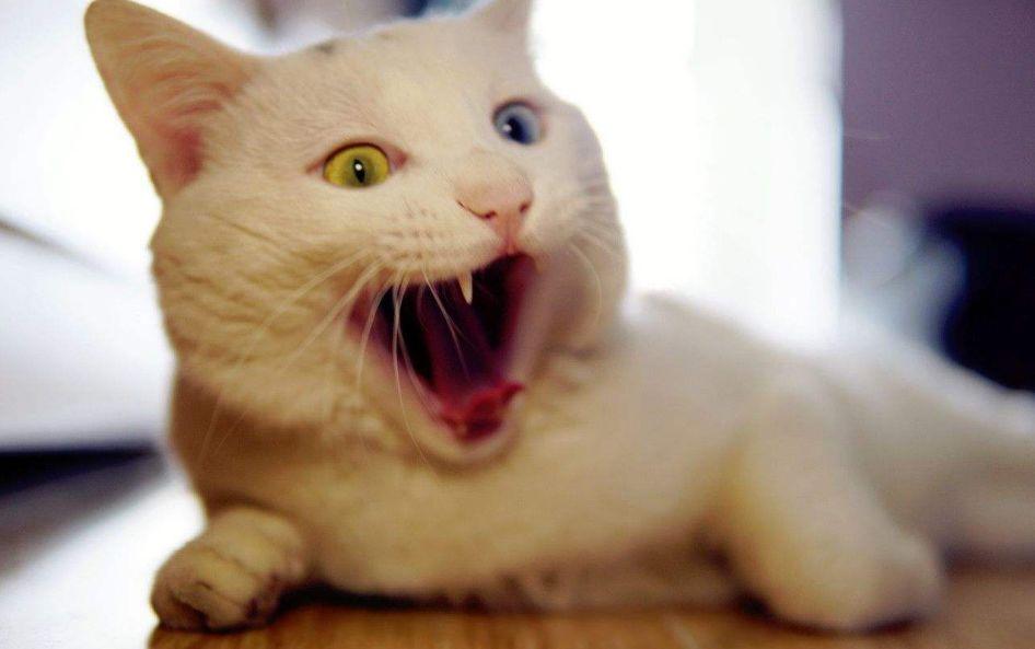 猫绝育后注意事项，猫咪绝育之后需要注意哪些（猫咪绝育后状态不佳）