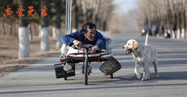 金毛寻回犬电影，不友善的六种小型犬（其他十部关于狗狗的电影）