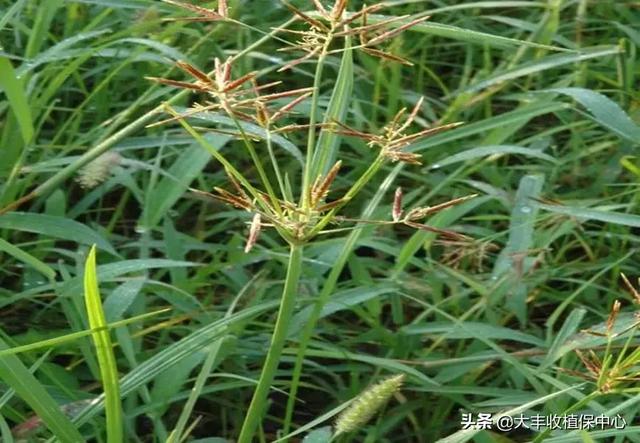 关于香附子介绍，香附子是香附（这草是世界十大恶性杂草之首）