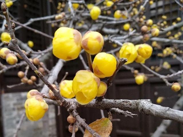 各种花的开放时间，各种花的开放时间是什么（2021赏花日历）