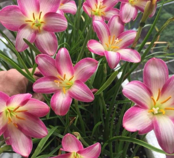 韭莲怎么养，韭菜莲有毒吗 韭菜莲怎么养（被“名字”耽误一生的花）