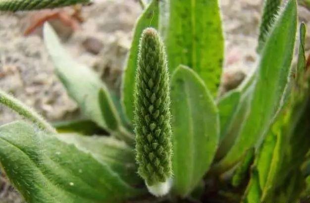 车前草的功效与作用，车前草的功效与作用可以降尿酸吗（“它”是痛风的“死对头”）