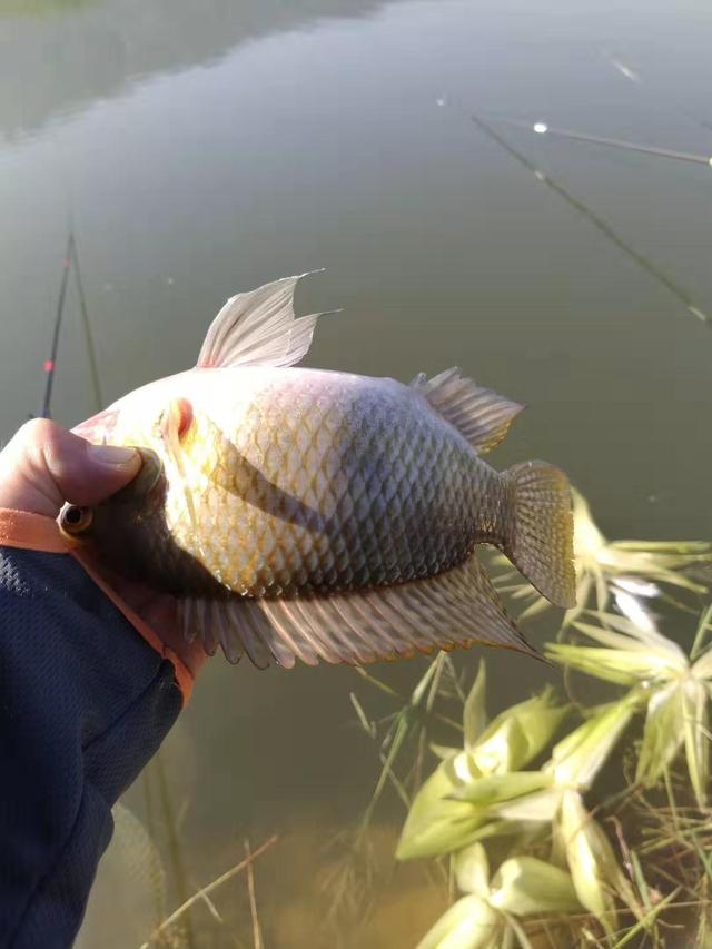 罗非鱼喜欢吃什么饵料（野钓大罗非最佳时机即将到来）