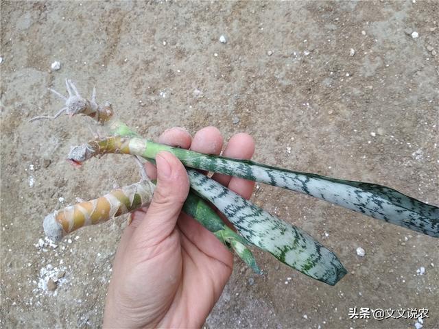 虎皮剑兰的养殖方法，虎皮剑兰的养殖方法和注意事项浇水（新手也能种好虎皮剑兰）