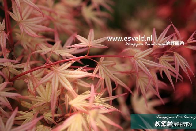 什么样的枫树填空。，什么的枫树填空词语二年级（增添了花园四季色彩之美）