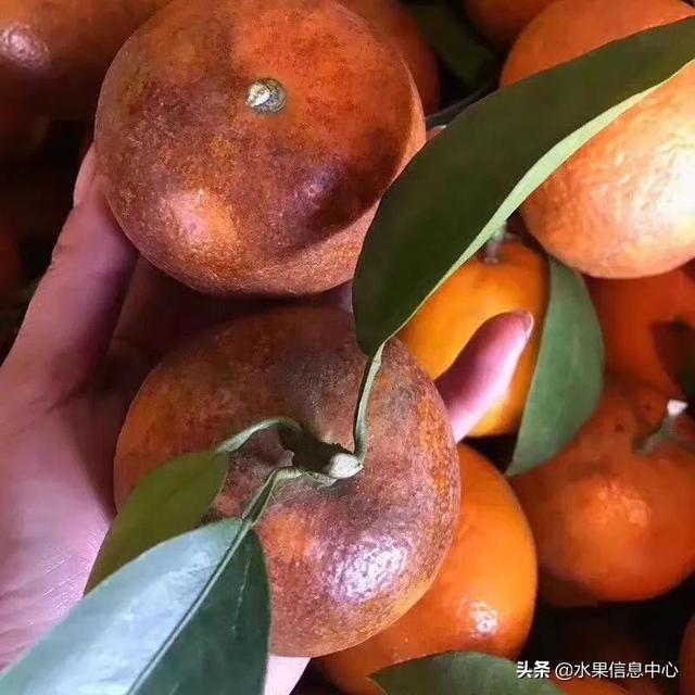 醋柳果的功效与作用，醋柳果的功效与作用及禁忌（国内有哪些小众特色水果）