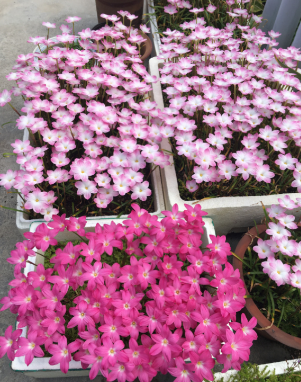 春天的花有哪些，冬天“假死”（春天开放的花有什么花）