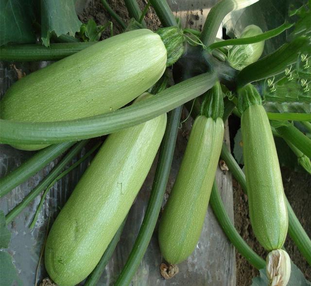 种植什么蔬菜一年四季不愁卖，三种蔬菜一到春天抓紧种植