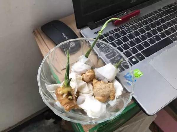 生姜芽怎么种，发芽的生姜丢盆里