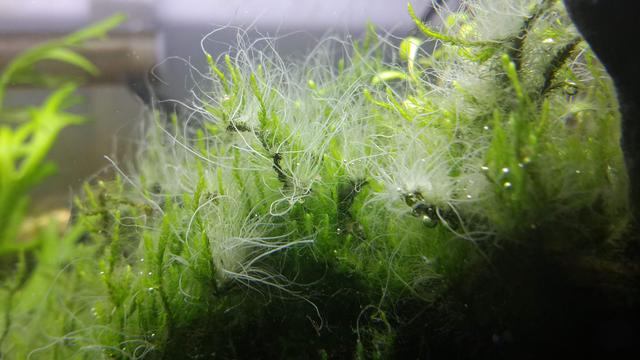 琯什么意思解释，琯字笔画笔顺（如何准确理解“蒹葭苍苍”）