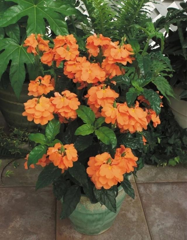 家中养什么花好，室内适合养什么花（9种洋气花）