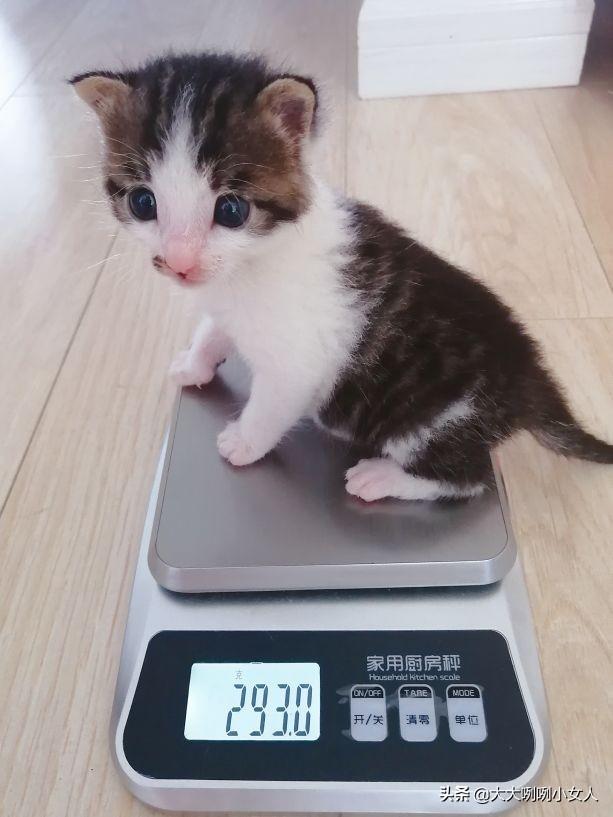 什么是开脸狗，民间说法开脸狗为什么不好（家有小奶猫）