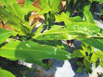 蛾可以杀吗，蛾蠓杀虫剂能杀吗（妖蛾子半个月蔓延四川16个市州）