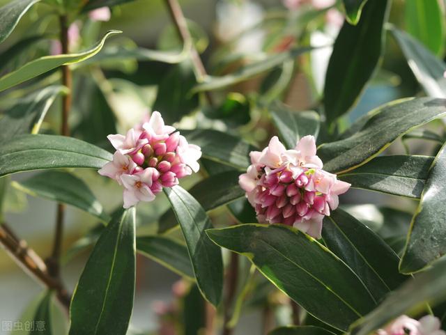 金边瑞香的形态特征和栽培技术详解，金边瑞香的栽培方法（开花满院子飘香）