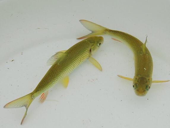 中国最贵的10种观赏鱼(盘点中国六大最贵淡水鱼) - 去钓鱼