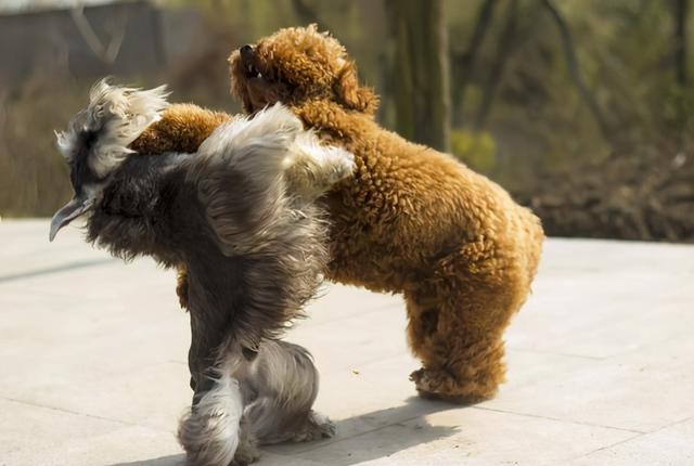 为什么很少人养雪纳瑞，为什么很少人养雪纳瑞狗（为啥现在人们不爱养雪纳瑞了）