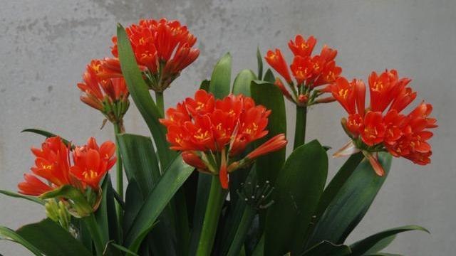 君子兰怎么养才能开花，君子兰一般养几年开花（不会养君子兰）