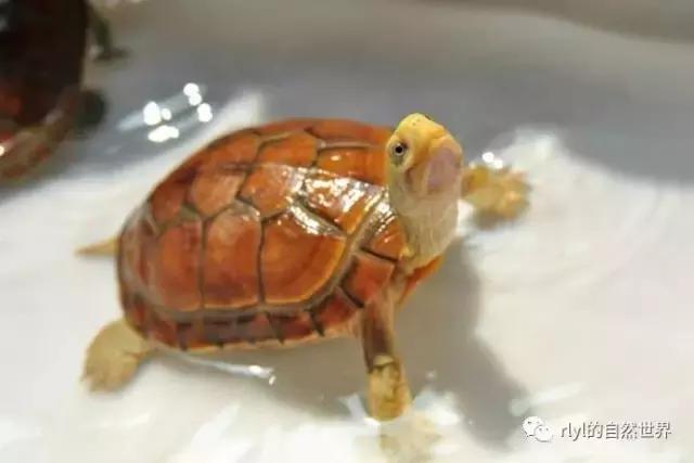 安徽三黄是哪三黄，三黄鸡有哪些（对选择的理解......）