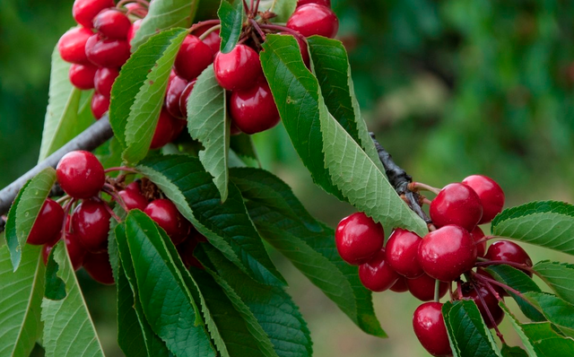 樱桃树怎么种，桃树哪里有卖（樱桃种植条件）