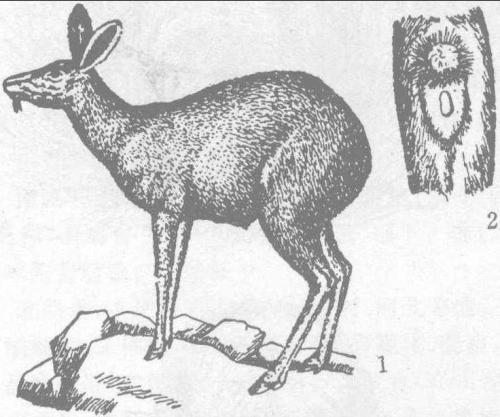 麝类动物有哪些，麝这种动物长什么样（能够产生珍惜名贵的中草药———麝香）