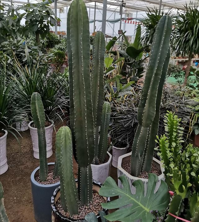 霸王鞭植物怎么养，霸王鞭植物怎么养好（掌握几个技巧）