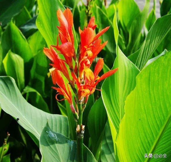 水生植物有哪些，常见的水生植物有哪些（水生植物大全）