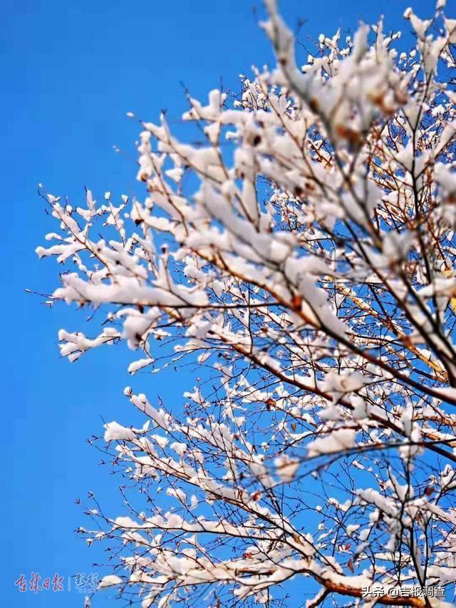 白雪却嫌春色晚，白雪却嫌春色晚下一句是什么（白雪却嫌春色晚,下一句是什么）