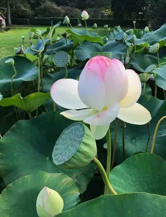 荷花寓意和象征意义吉祥,荷花的吉祥寓意(荷花的花语和寓意)