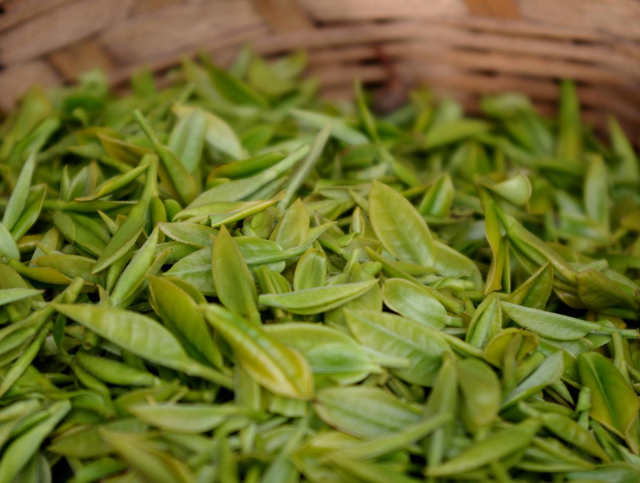 碧螺春属于什么茶，碧螺春属于什么茶类它的口感如何（一个东北爱茶人眼中的苏州碧螺春）