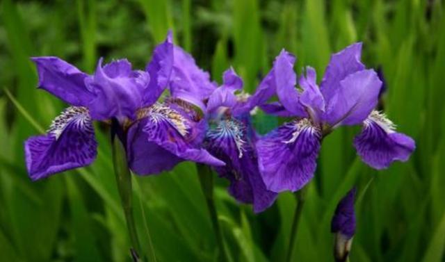天堂鸟花语，天堂鸟花图片（你知道大自然中这些花的花语吗）
