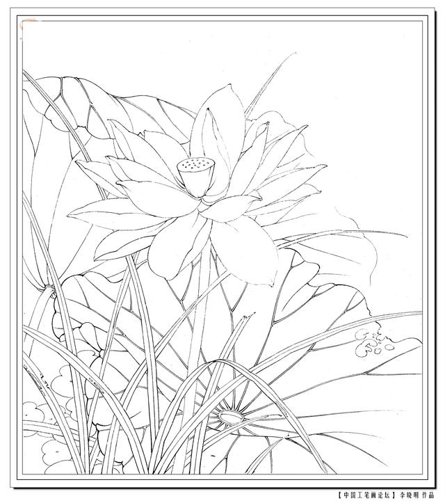 工笔荷花白描，高清工笔荷花白描 110幅