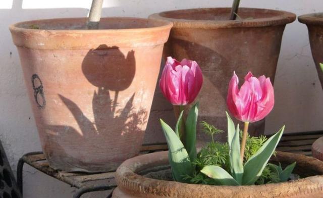 郁金香多久开花，郁金香从播种到开花需要多少天（郁金香在南方也能养开花）