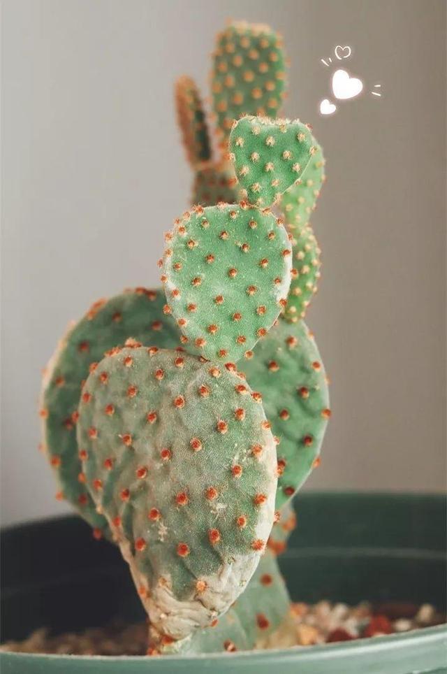 SuSu:一起种草莓来吗，微信头像，SuSu:一起种草莓来吗?【杂图】（花芽蹭蹭长满盆）