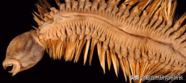 海底最深处的生物，10000米恐怖深海鱼（南极深处真的存在巨大的生物吗）