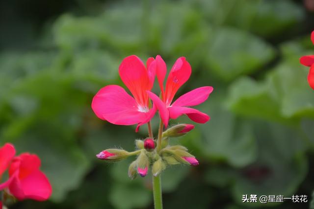 天蝎男的爱情软肋在哪，天蝎男的软肋是什么（天蝎座只有深爱一个人）