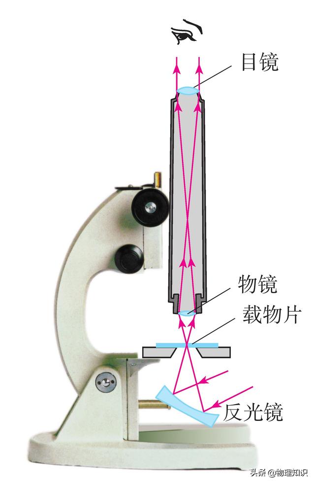 显微镜是怎么组合的，八年级物理上册知识点