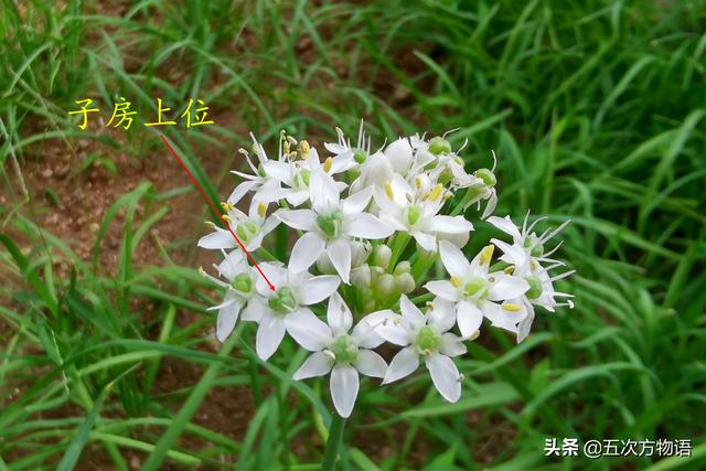 小葱和大葱的区别，小葱和大葱的区别有哪些（国内葱属蔬菜大全，你认识几个）