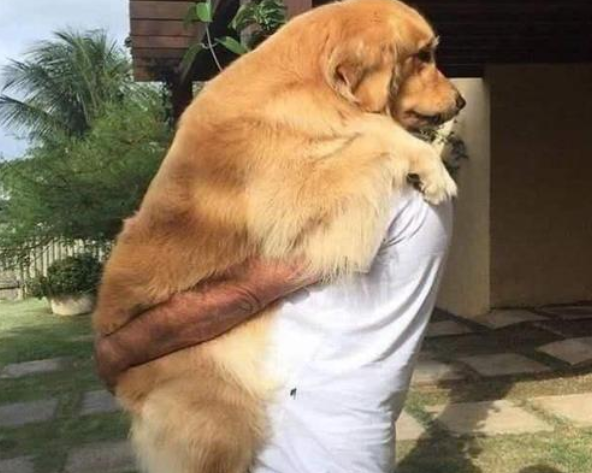 抱狗（普京抱狗），抱狗姿势禁忌：你这样抱狗（普京外交抱狗图片）