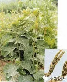 白牛胆的功效与作用，白牛胆的功效与作用禁忌（中药图片大全与功效）