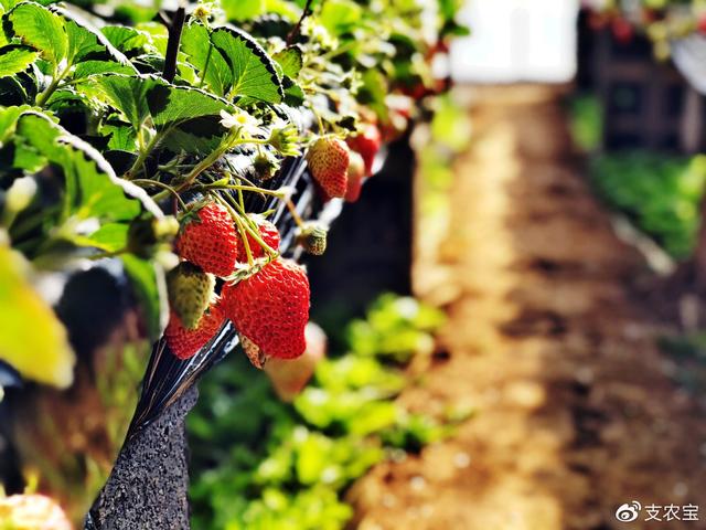 什么是全产业链，什么是全产业链的奶粉（什么是农业全产业链）