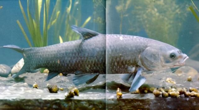 淡水观赏鱼种类，淡水观赏鱼的种类大全！（中国淡水观赏鱼图集<一>）