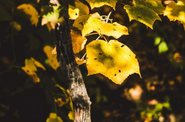 赞美秋天的诗句，赞美秋天景色的古诗（十首最美的秋日诗词）