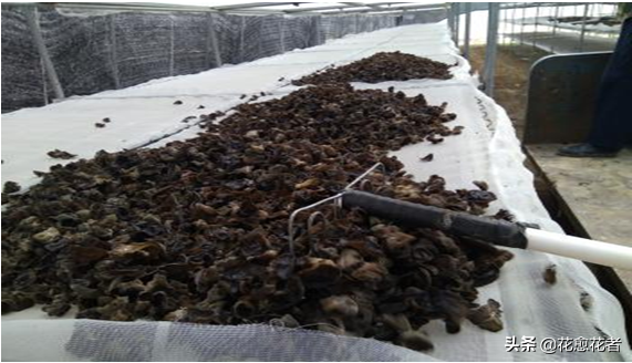 湿木耳能放多久，超市买的湿木耳能放多久（黑木耳高产栽培采收、加工关键技术）