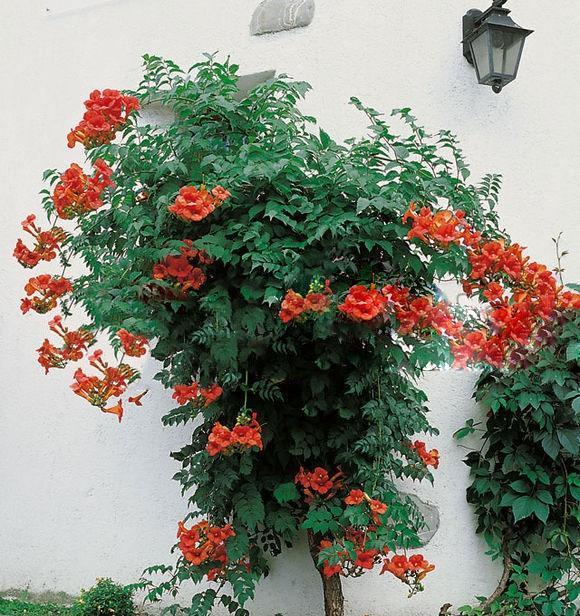 粉色凌霄花好养吗(凌霄花的养) - 彝家农业网