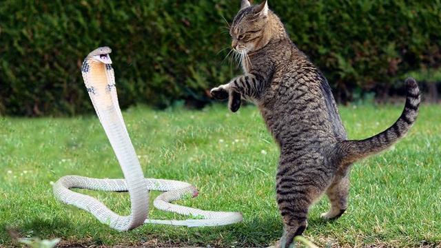 猫为什么不怕蛇，猫为什么不怕毒蛇（让猫咪立于不败之地）