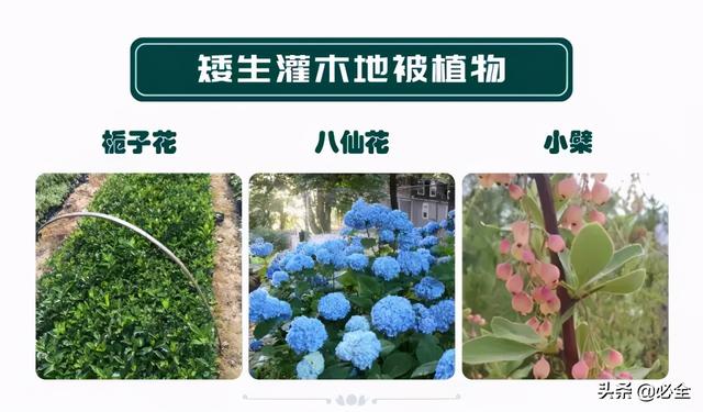 蓬径和冠幅有什么区别，冠径和冠幅是什么意思（这份图文并茂的强烈建议收藏）