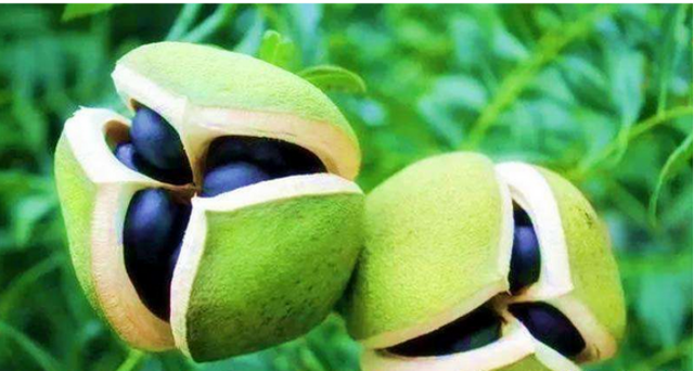 文冠果（文冠果树），文冠果：被埋没的中华特产（文冠果的果）