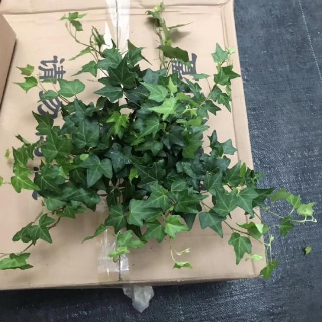 常春藤的作用与功效是什么，常春藤的作用与功效是什么样的（日常养护要点）