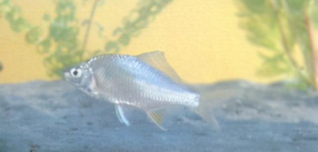 淡水观赏鱼种类，淡水观赏鱼的种类大全！（中国淡水观赏鱼图集<一>）