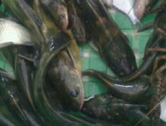 川丁子是什么鱼，川丁子鱼学名（你们小时候在河里抓过鱼吗）